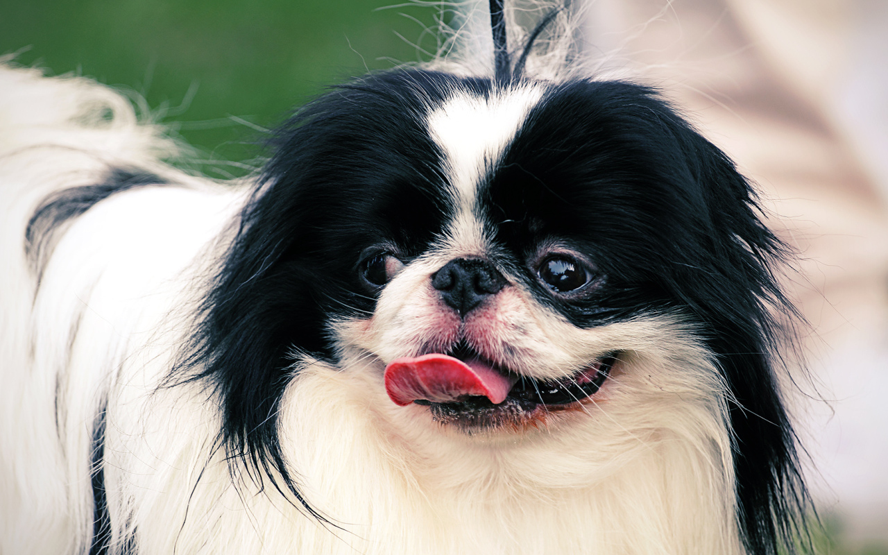 Собака японский хин на поводке