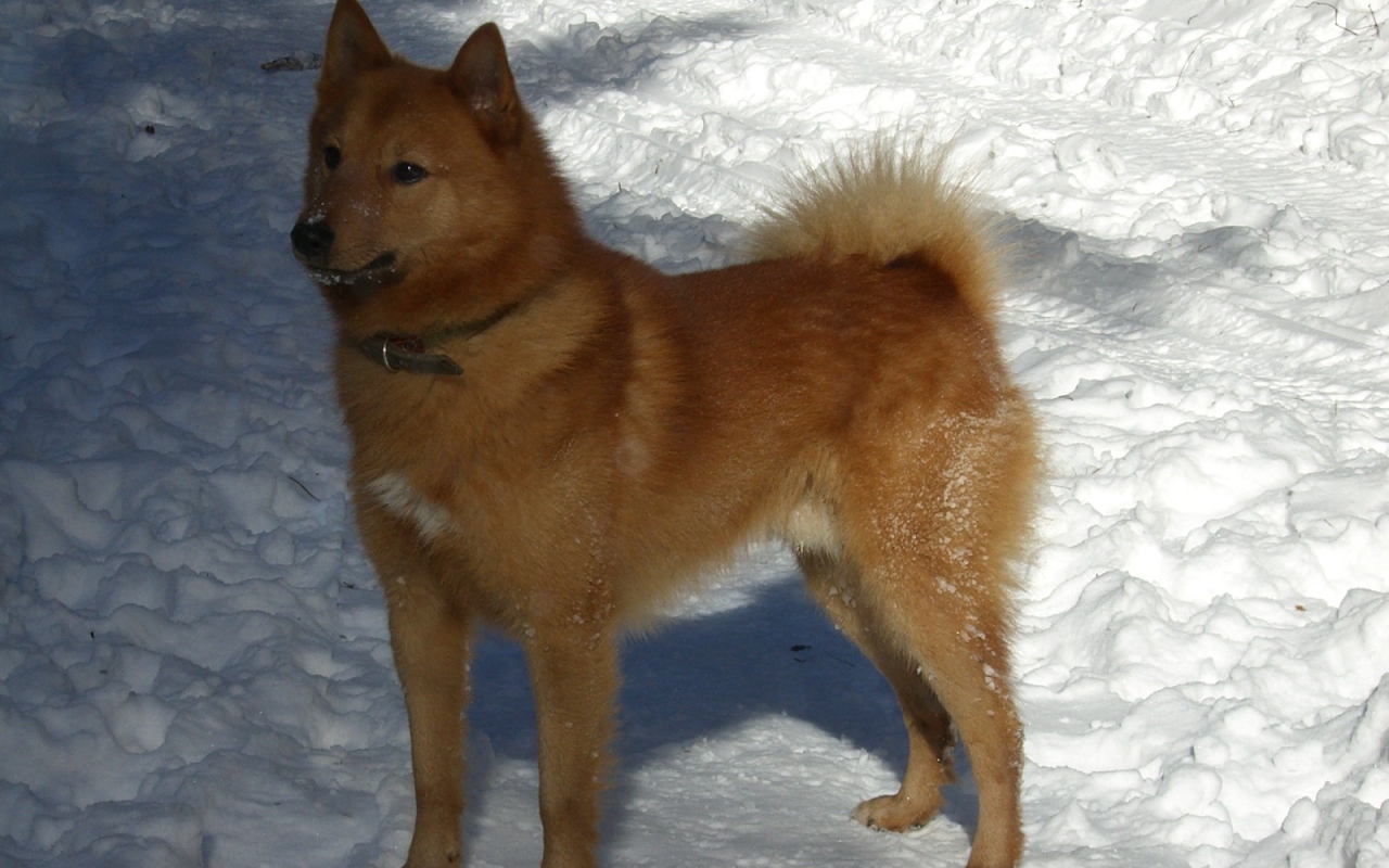 Карело-финская лайка на снегу