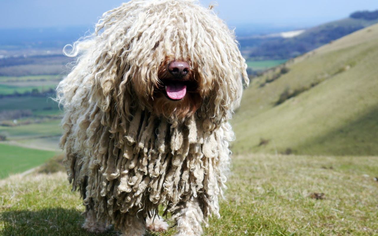 Комондор в горах