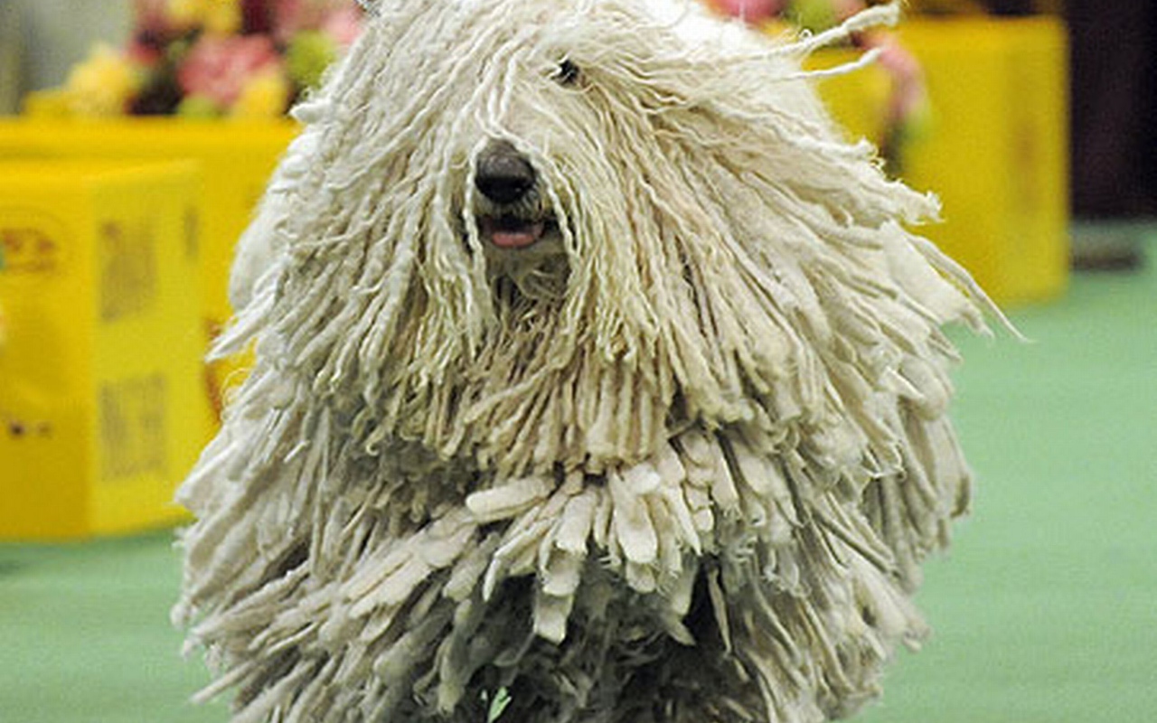 Комондор бежит навстречу