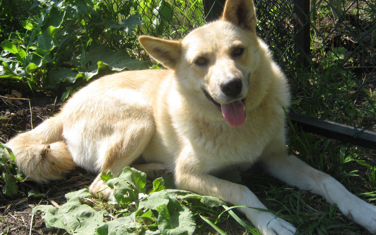 Лайка лежит у забора