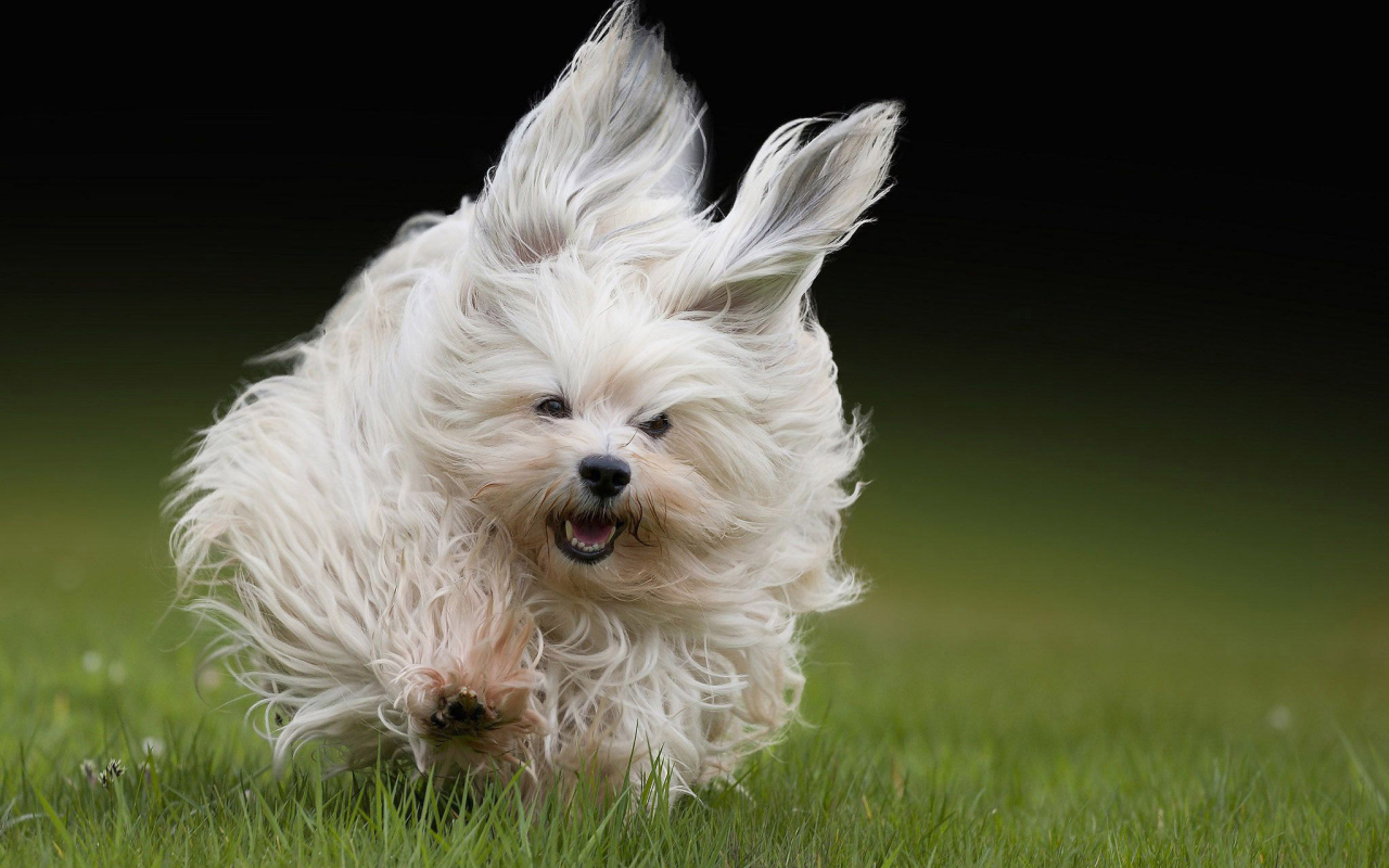 Болонка бежит по траве