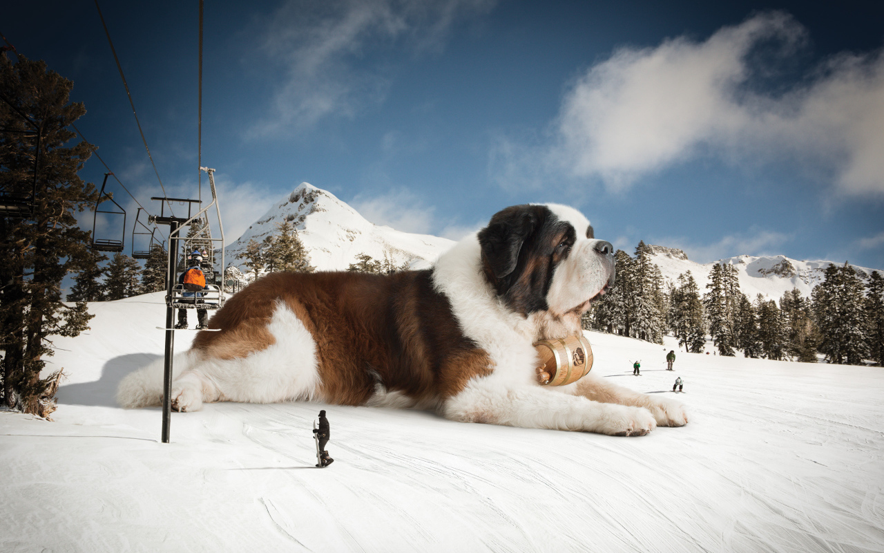 Большой сенбернар у подъемника