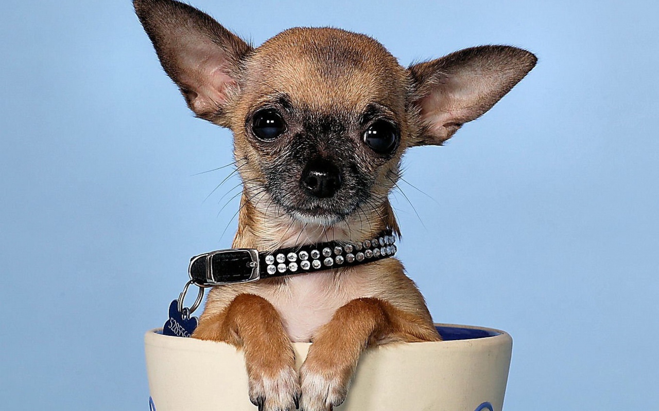 Маленькая чихуахуа в чашке