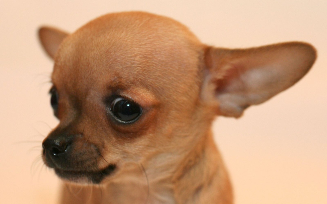 Взгляд собаки чихуахуа