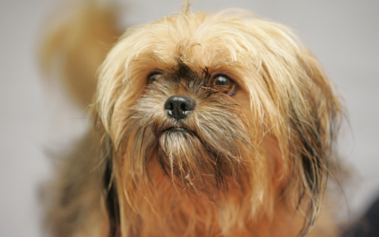 Взгляд милашки пекинеса