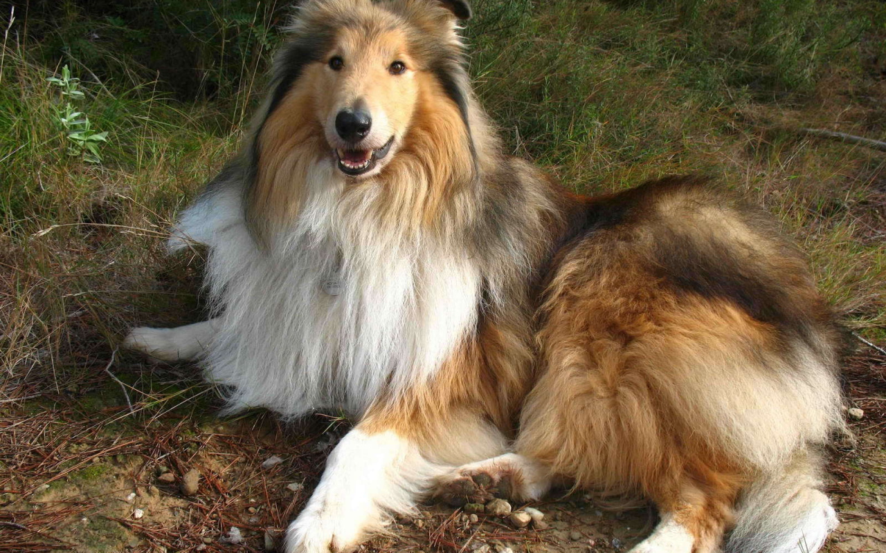 Роскошная собака колли