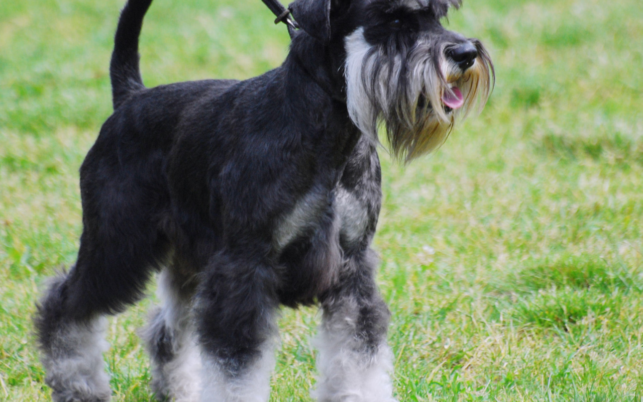 Миниатюрный шнауцер на прогулке