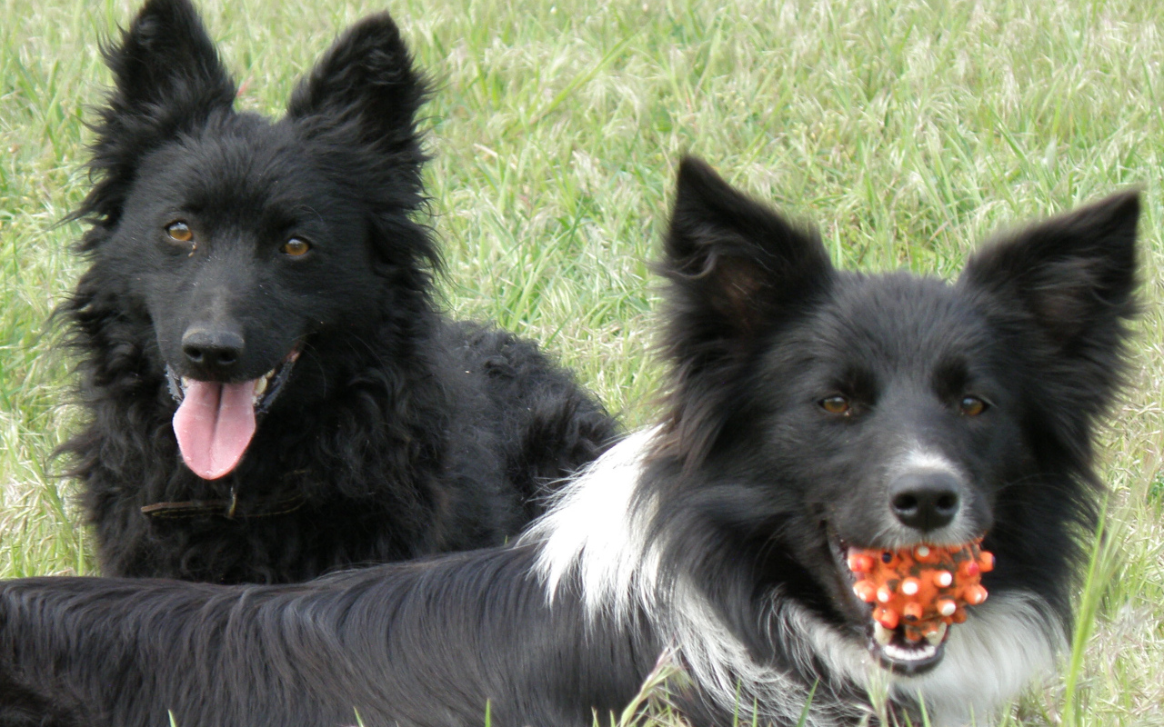 Собаки муди с игрушкой