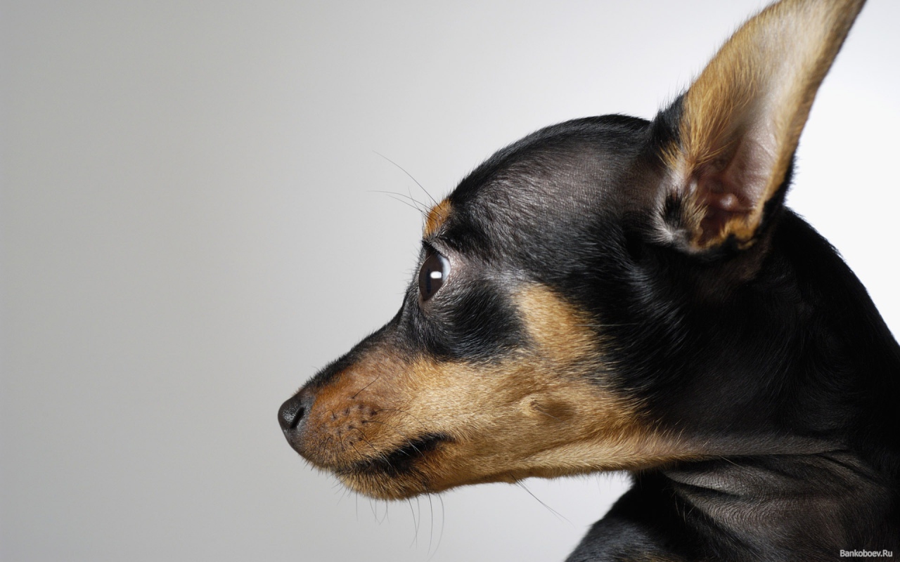 Морда собаки чихуахуа