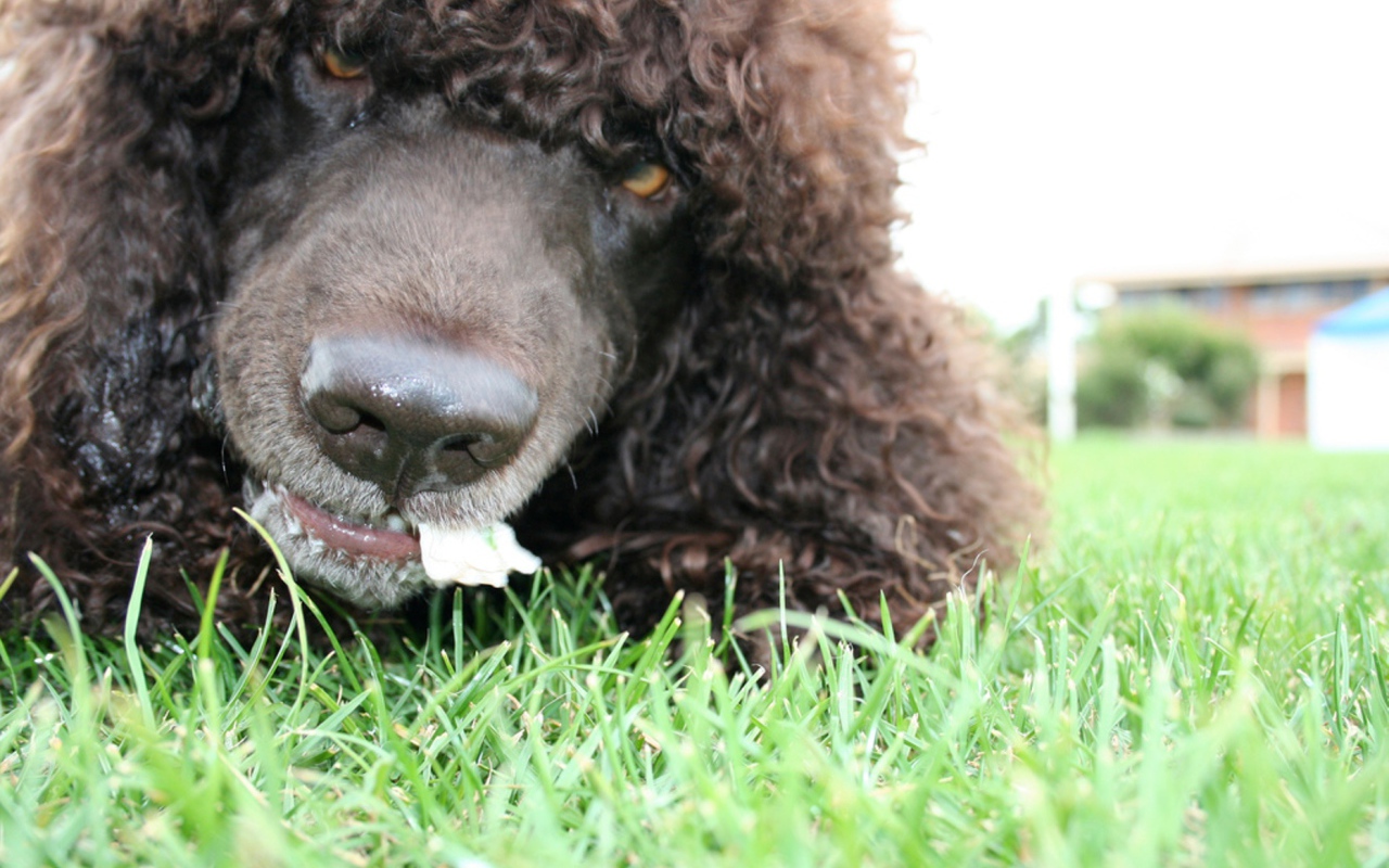 Морда собаки ирландский водяной спаниель