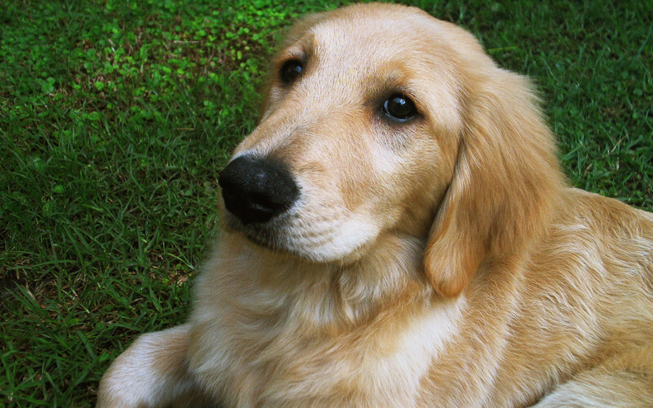 Мордочка золотого ретривера