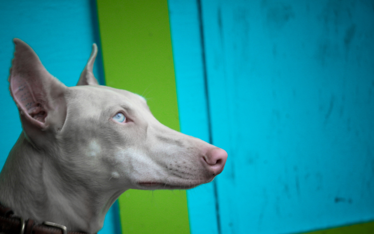 Морда серой фараоновой собаки