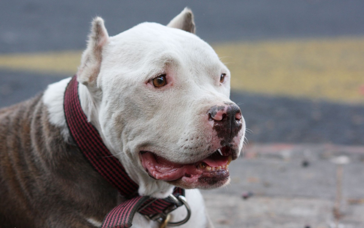 Морда белого питбуля