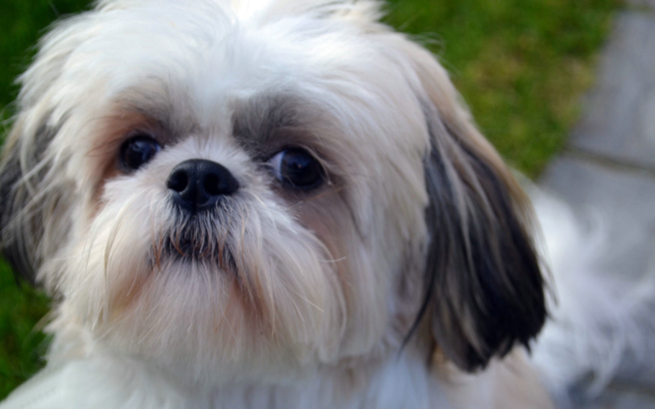 Морда белого шитцу