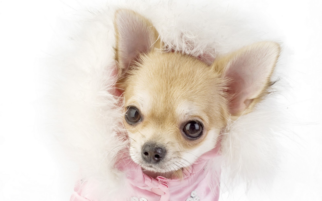 Ухоженная собака чихуахуа