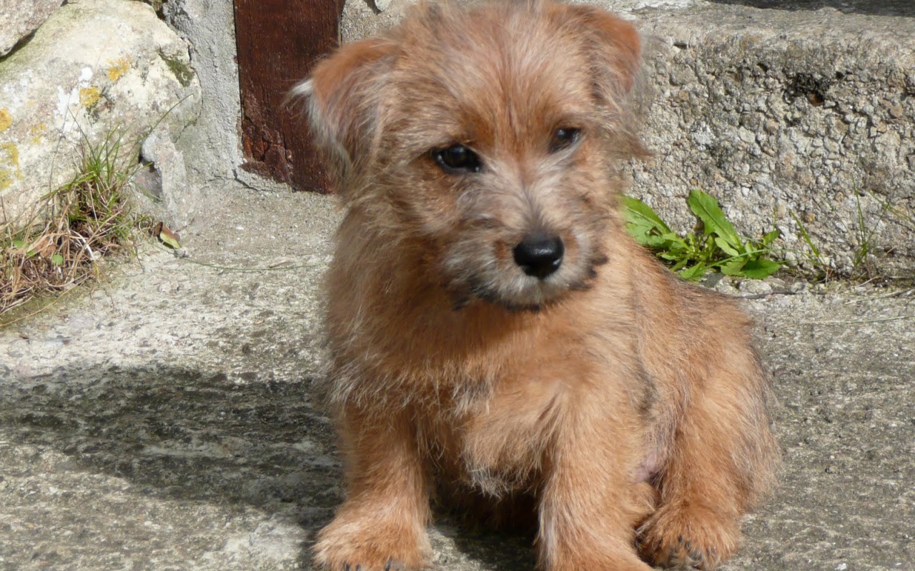 Щенок норфолк терьер