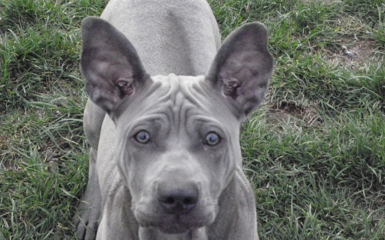 Ах этот взгляд тайского риджбека