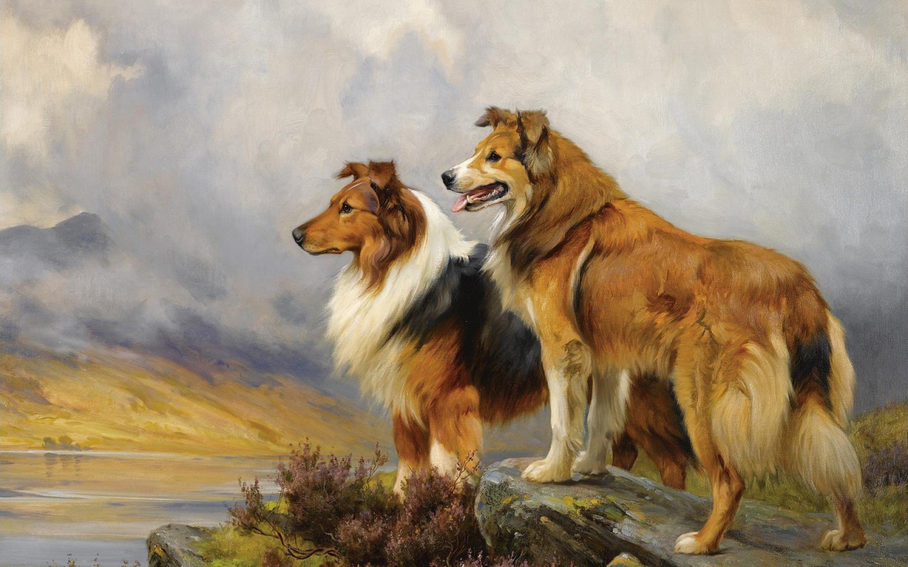 Картина с собаками колли
