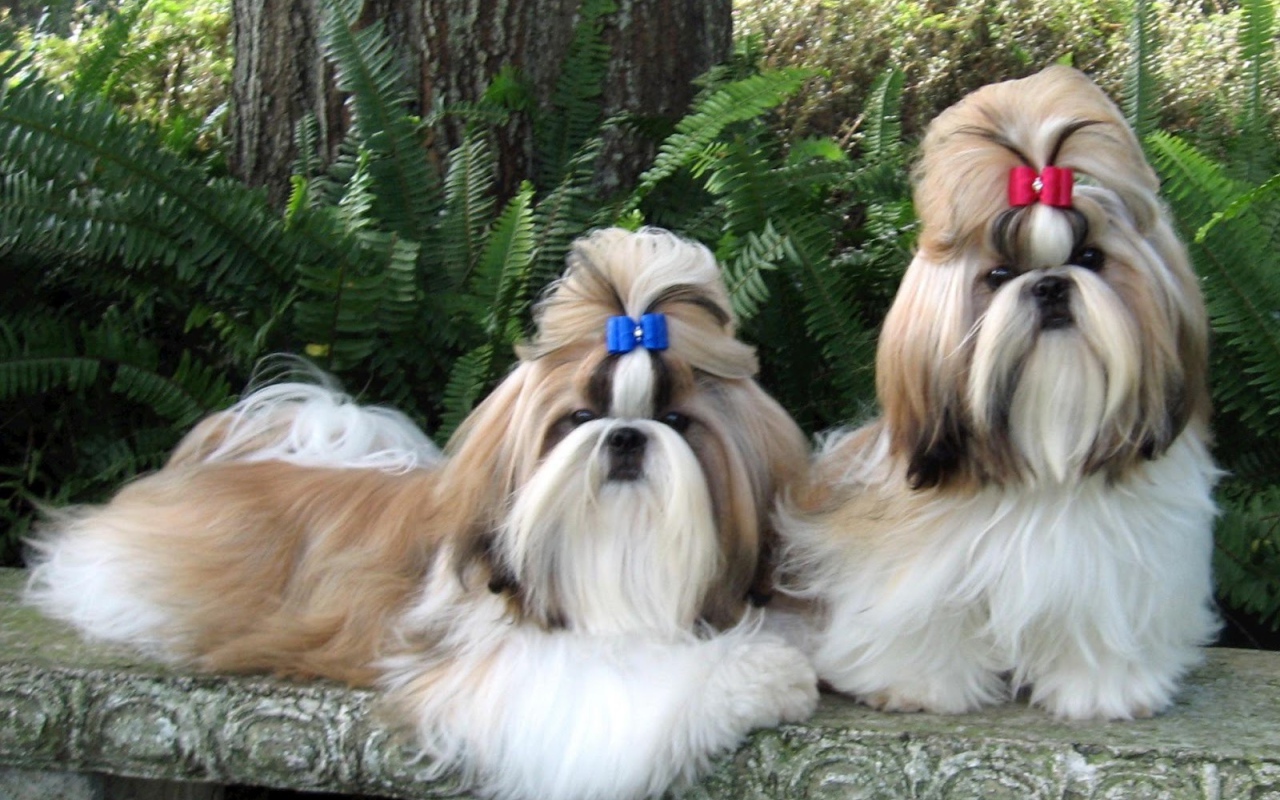 Пара ухоженных шитцу