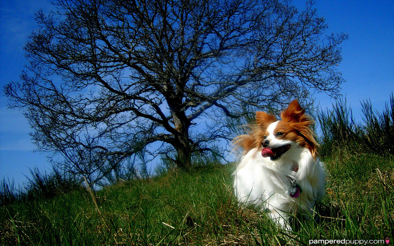 Папильон играет у дерева