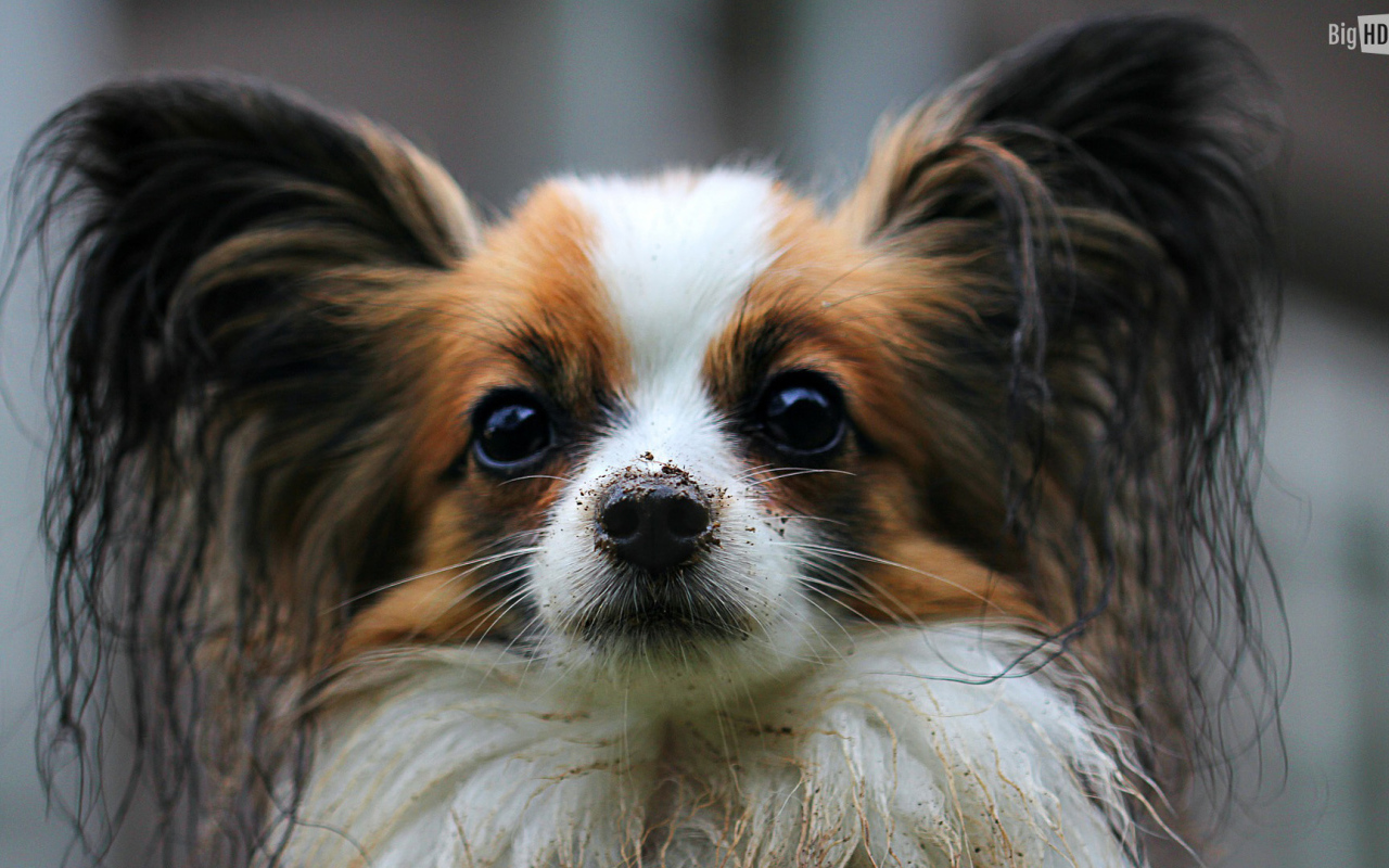 Папильон с грязным носом