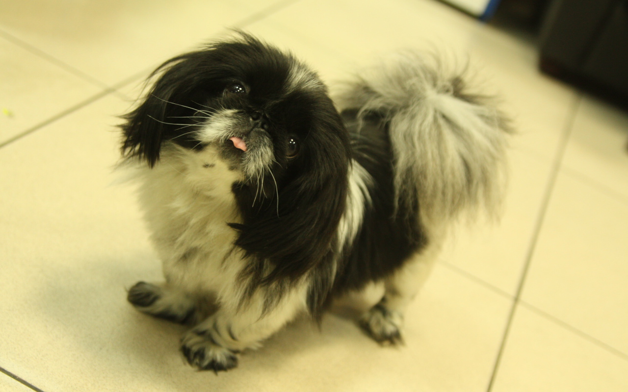 Пекинес стоит на полу