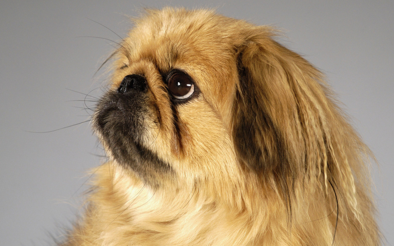 Пекинес смотрит вверх