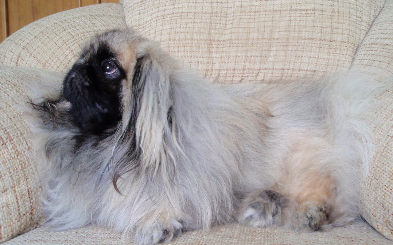 Пекинес лежит на кресле