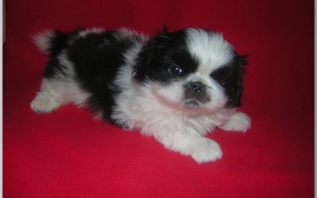 Щенок пекинеса на красном фоне