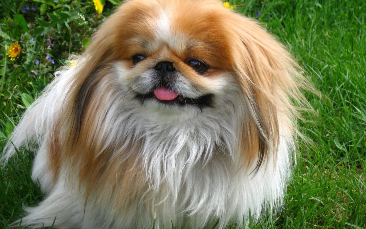 Пекинес гуляет в саду