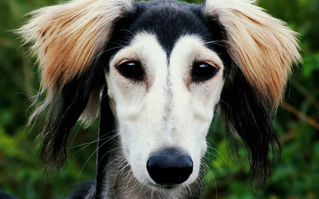 Персидская борзая салюки