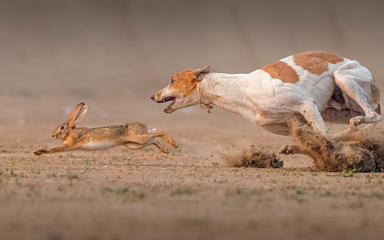 Фараонова собака догоняет зайца