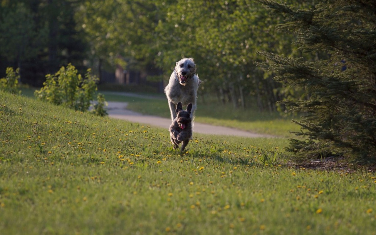 Игривый ирландский волкодав