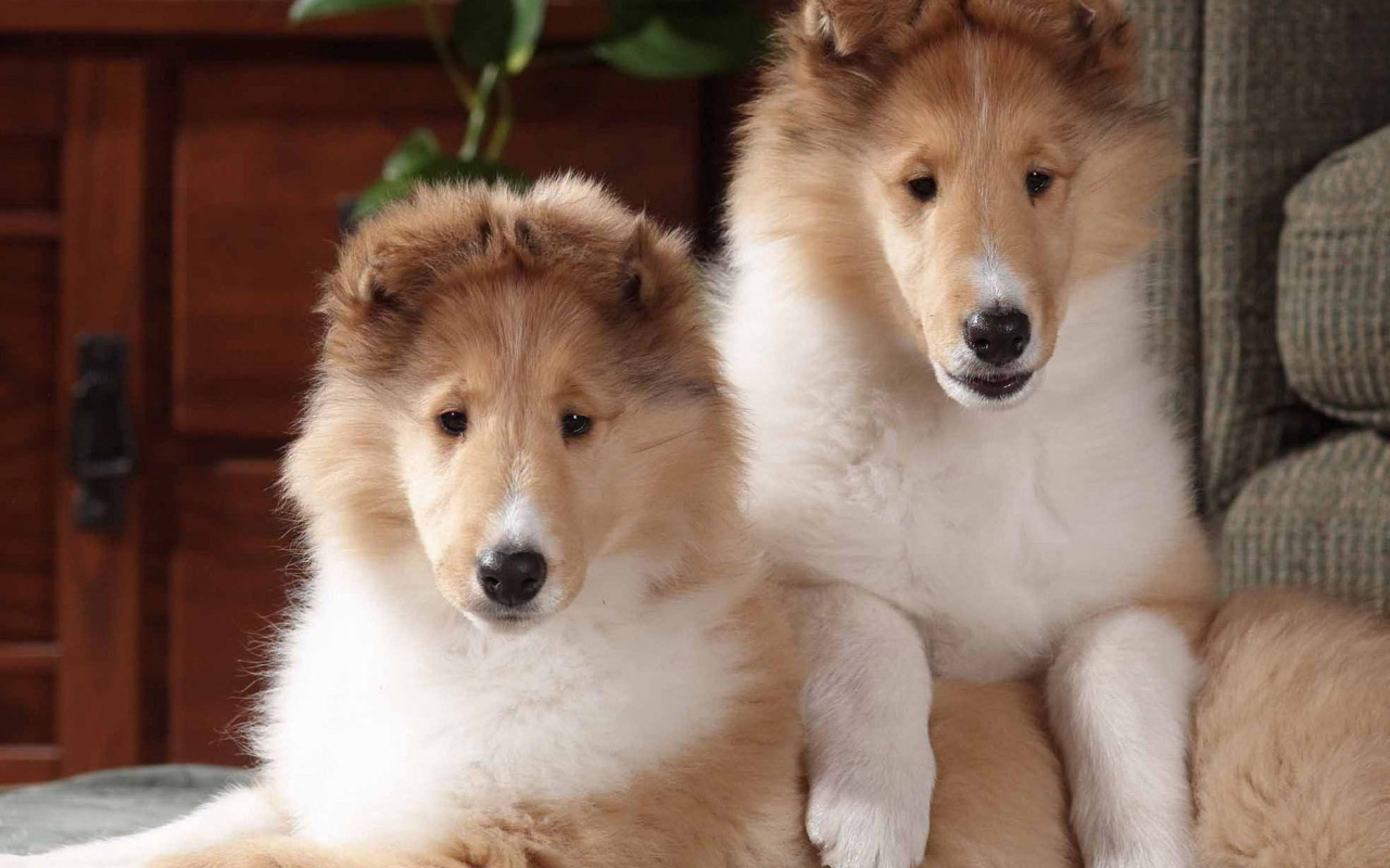 Игривые щенки колли