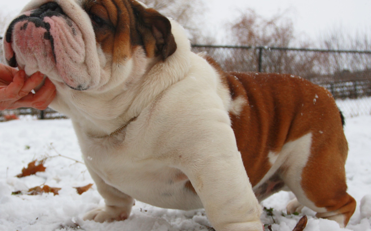 Довольный английский бульдог