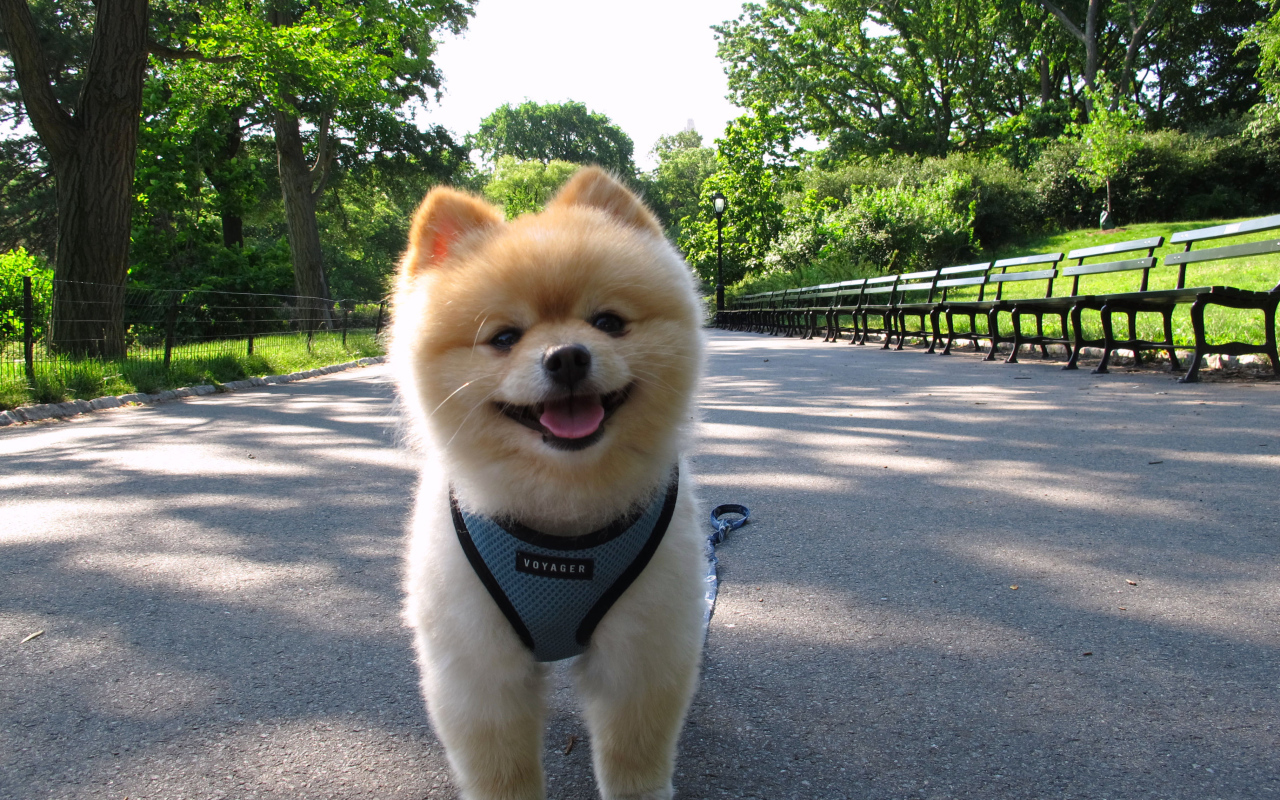 Померанский шпиц на прогулке