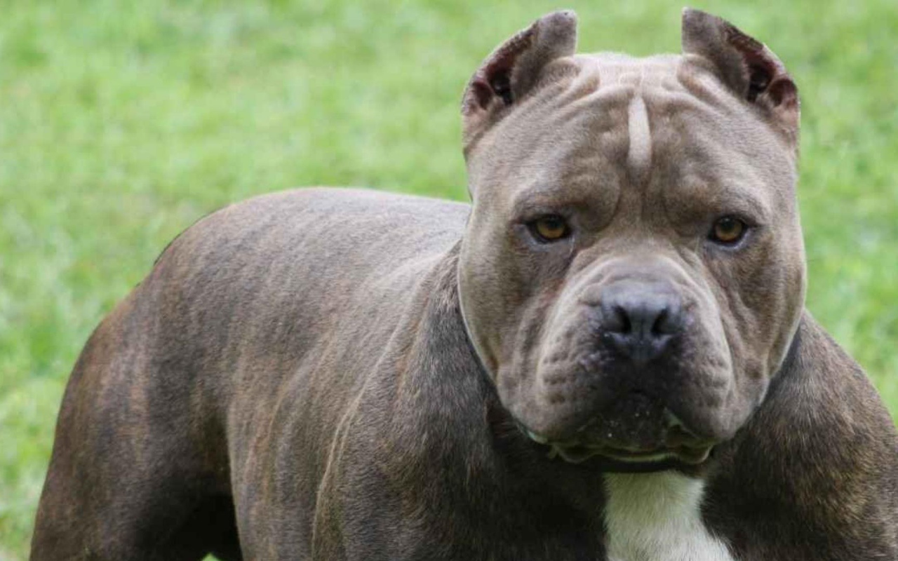 Мощный пес питбуль