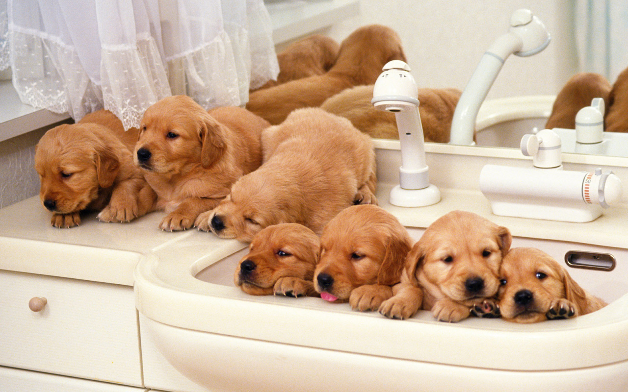 Щенки хотят купаться