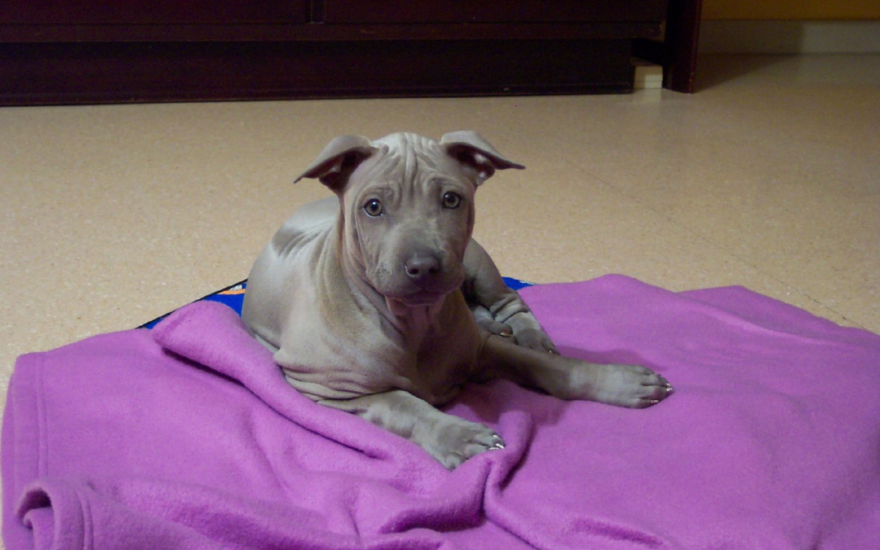 Щенок собаки тайский риджбек