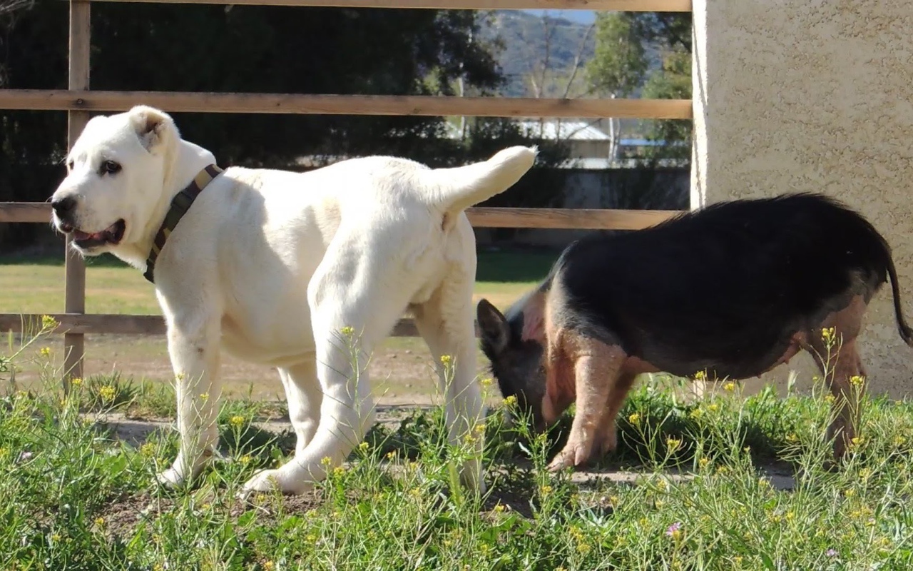 Щенок алабая у забора