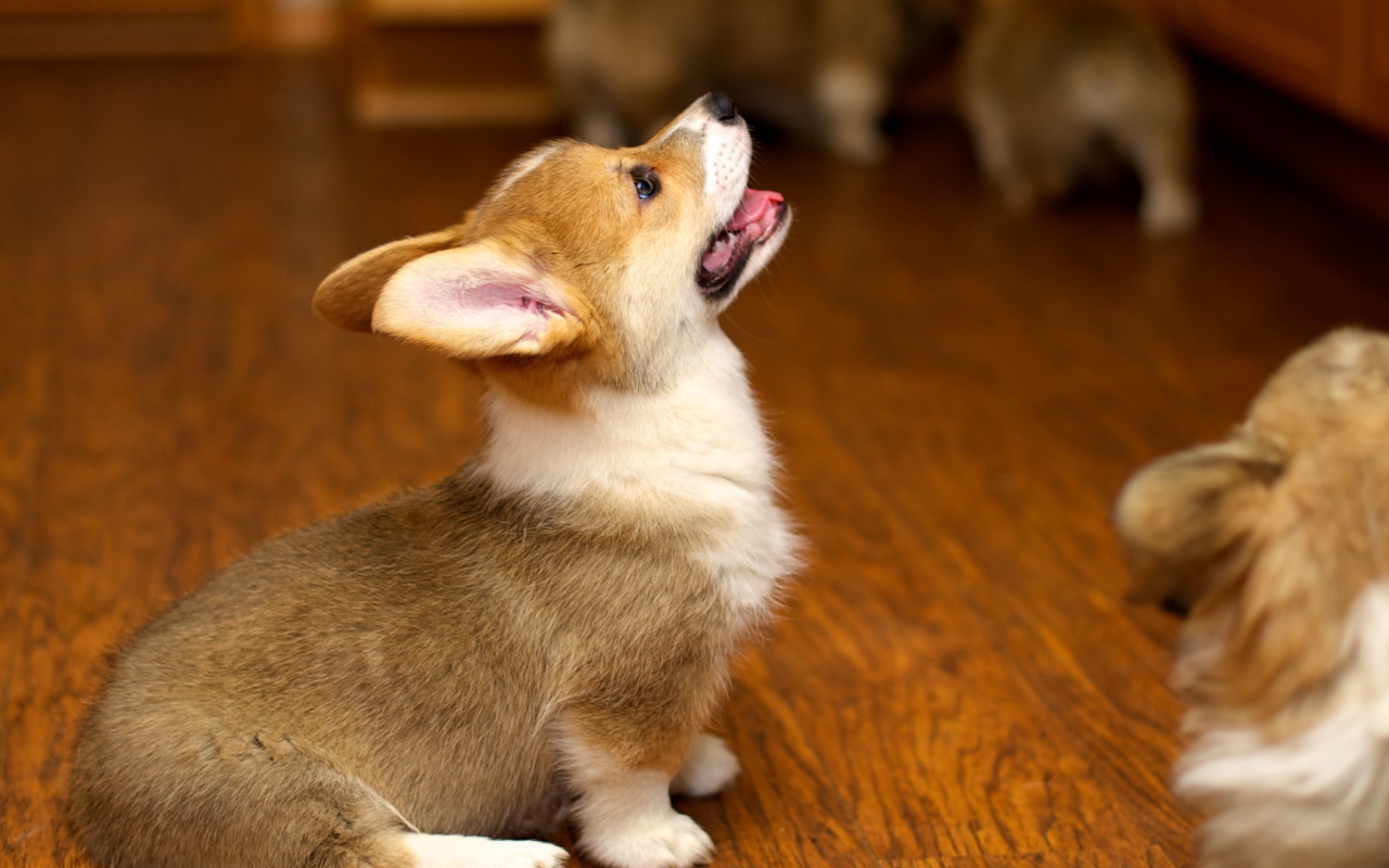 Щенок вельш-корги смотрит вверх