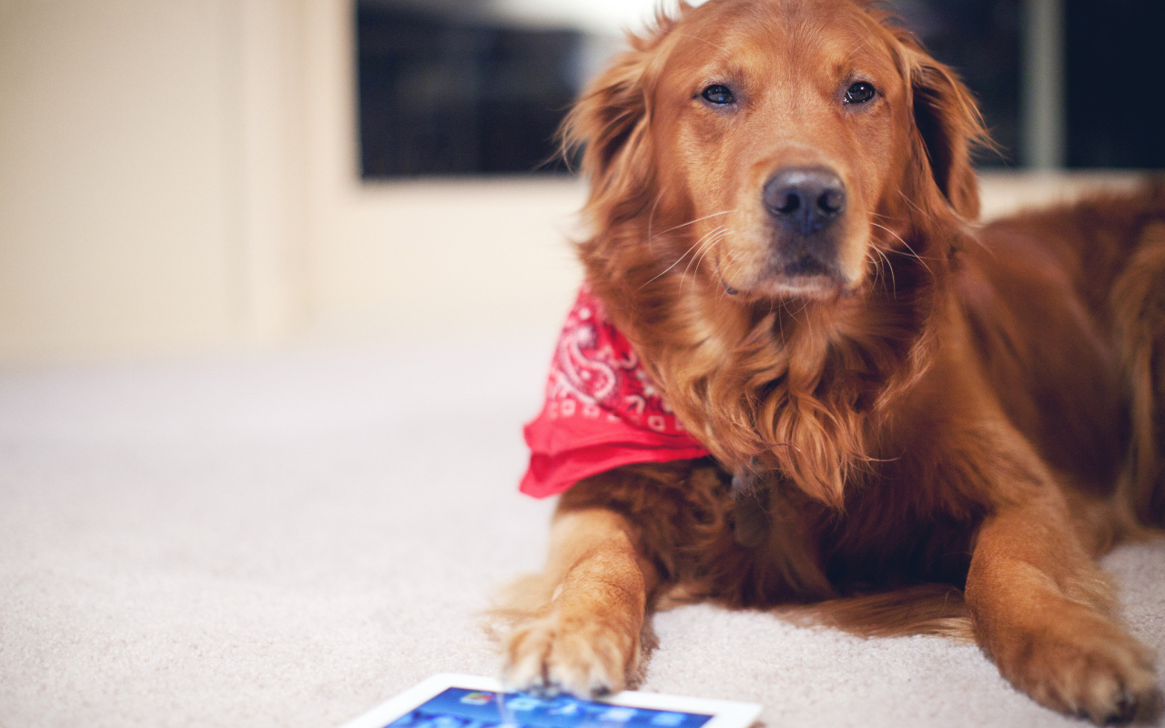 Рыжая собака с планшетом