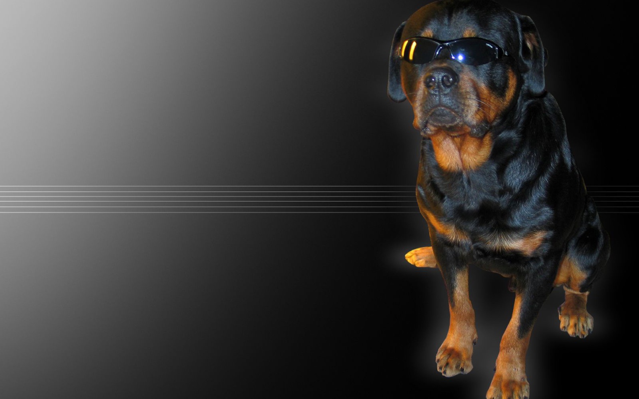 Ротвейлер в очках