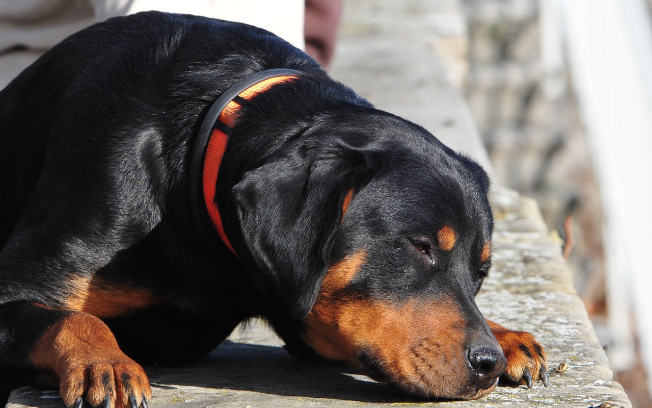 Ротвейлер смотрит прищурившись