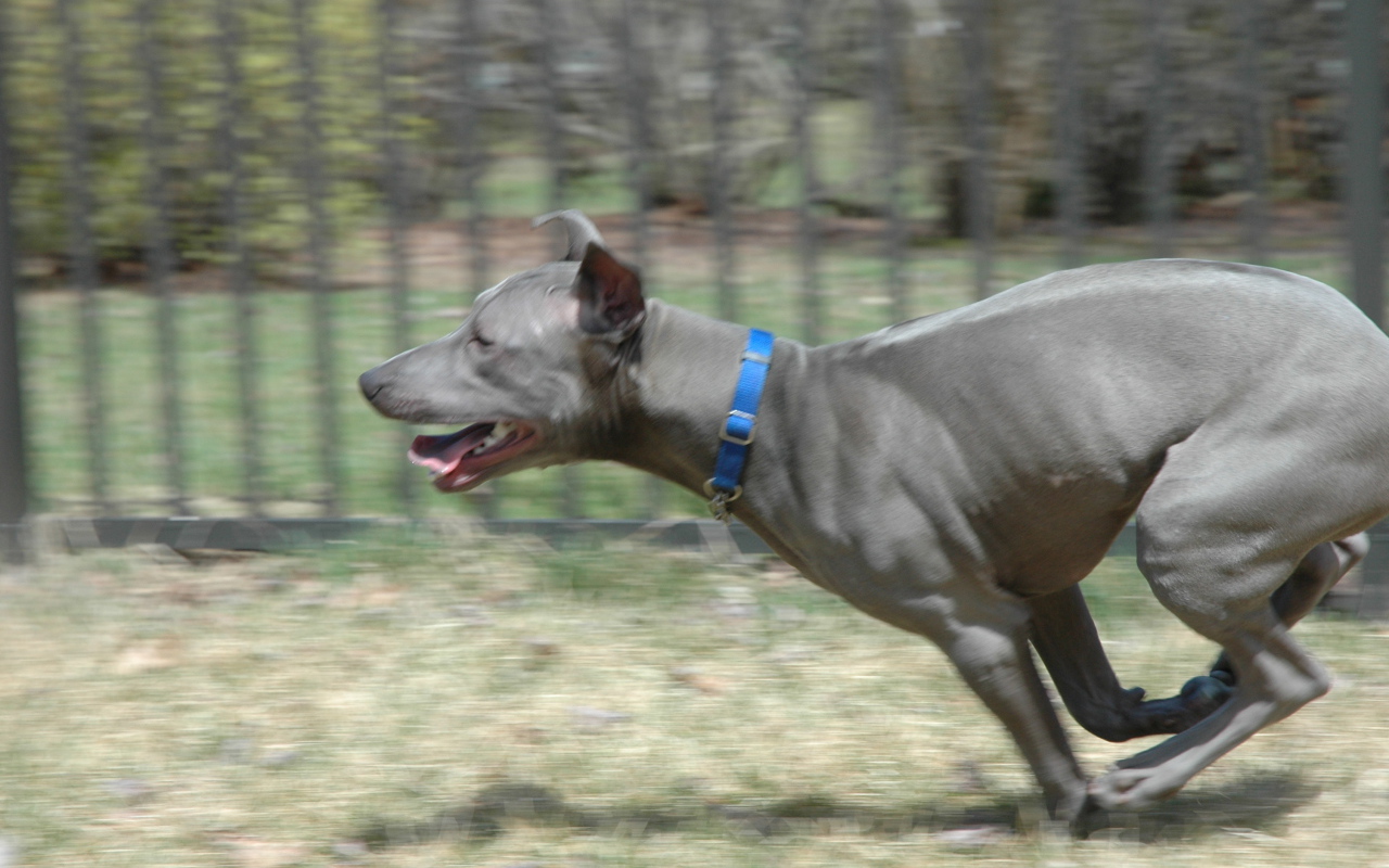 Бег тайского риджбека