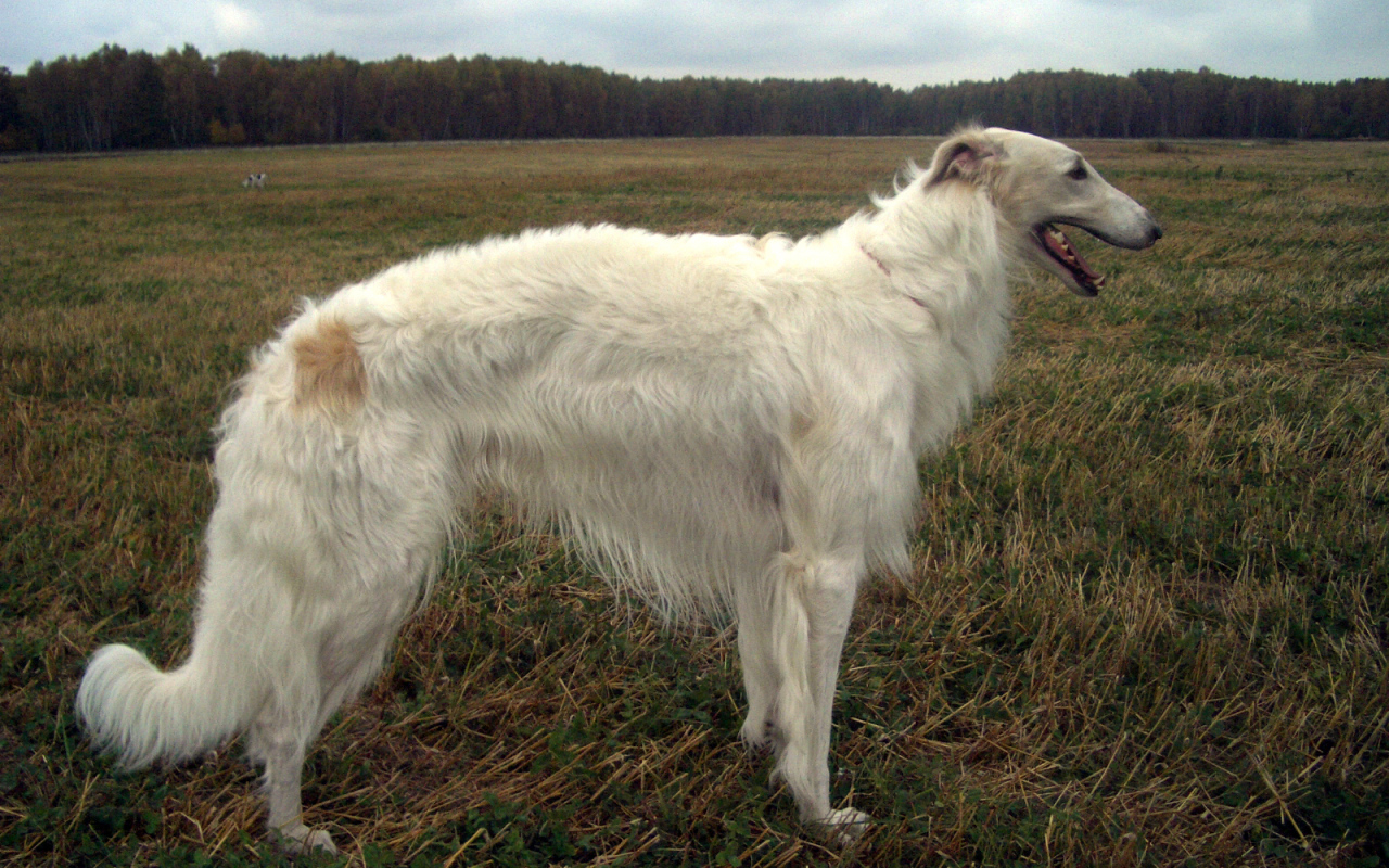 Русская борзая в поле