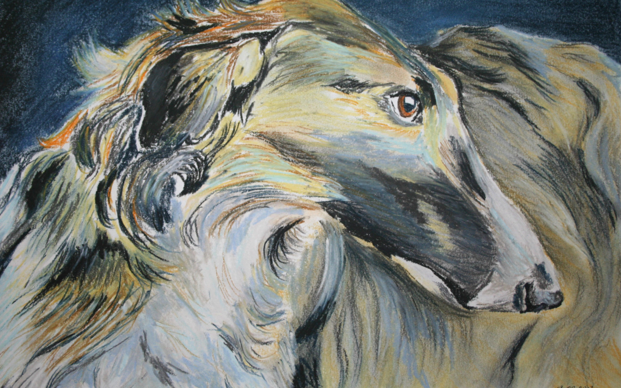 Русская борзая на рисунке