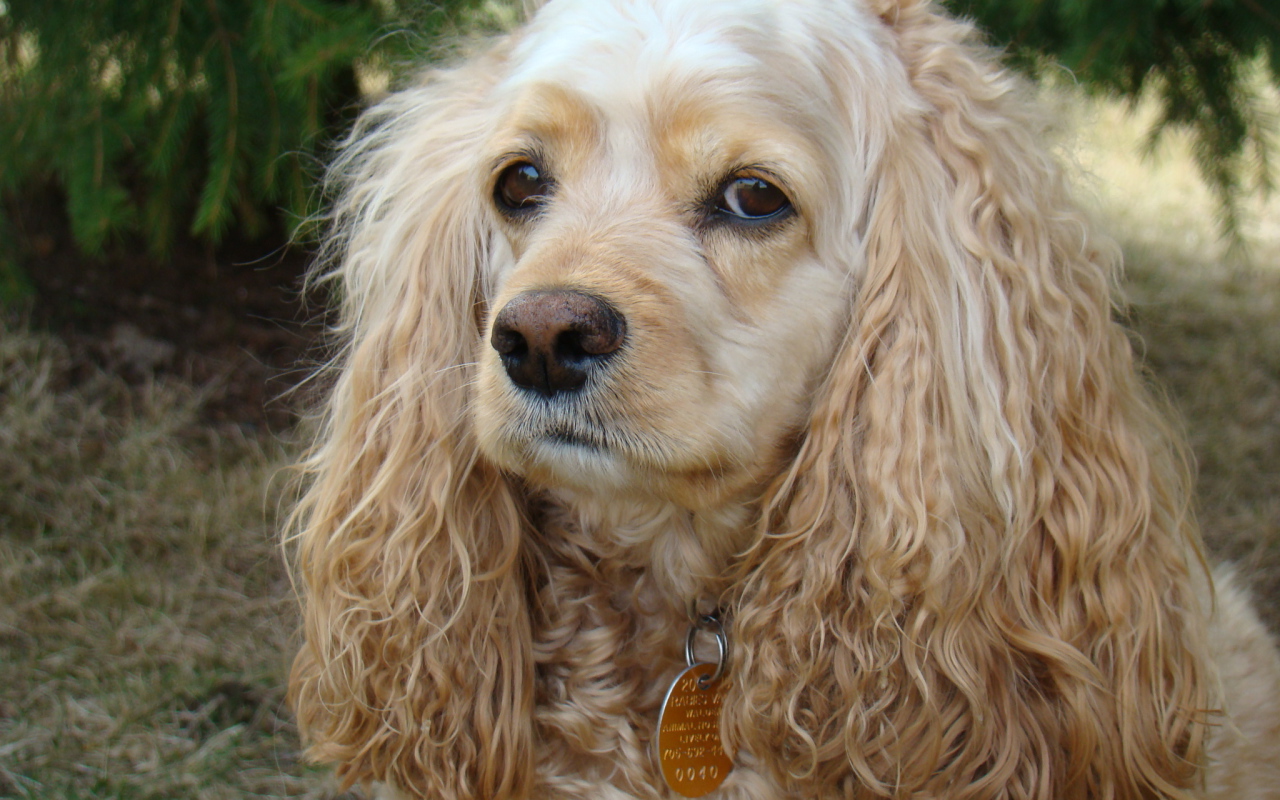 Грустный американский кокер спаниель