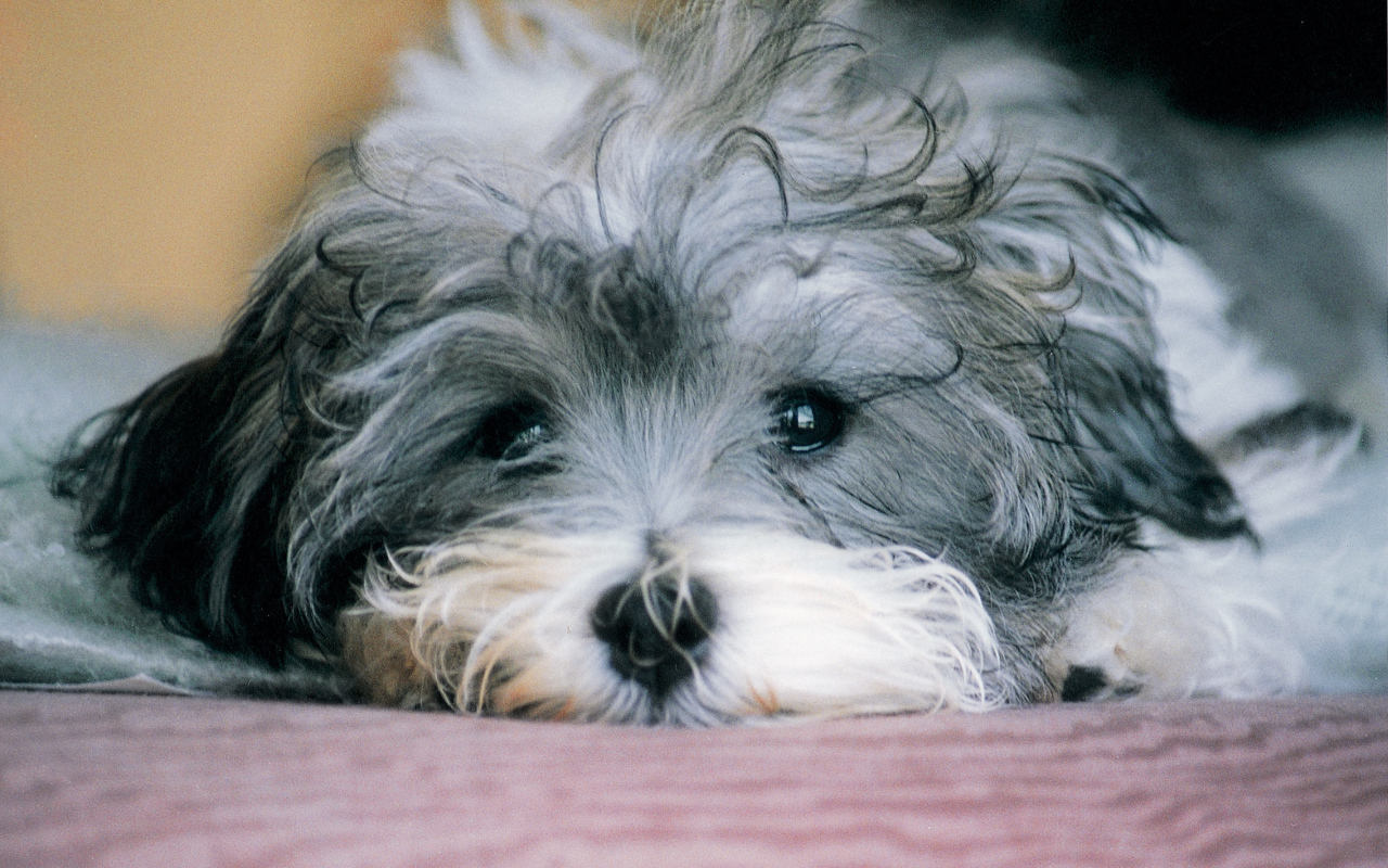 Грустная русская болонка